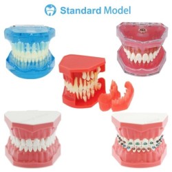 Dental Teeth Model Implant with Removable Dental Education Model for Dentistry Laboratory Demo Studying Dentistry Products Tool