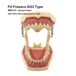 Frasaco AG3 Type Fit Dental Typodont Standard Model M8014-2 With 32Pcs Screw-in Teeth Practice Filling Restoration Demo M8022-2
