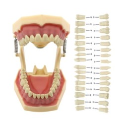 Frasaco AG3 Type Fit Dental Typodont Standard Model M8014-2 With 32Pcs Screw-in Teeth Practice Filling Restoration Demo M8022-2