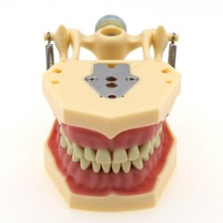 Frasaco AG3 Type Fit Dental Typodont Standard Model M8014-2 With 32Pcs Screw-in Teeth Practice Filling Restoration Demo M8022-2