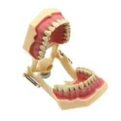 Frasaco AG3 Type Fit Dental Typodont Standard Model M8014-2 With 32Pcs Screw-in Teeth Practice Filling Restoration Demo M8022-2