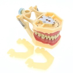 Frasaco AG3 Type Fit Dental Typodont Standard Model M8014-2 With 32Pcs Screw-in Teeth Practice Filling Restoration Demo M8022-2