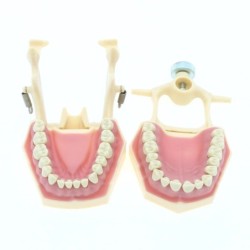 Frasaco AG3 Type Fit Dental Typodont Standard Model M8014-2 With 32Pcs Screw-in Teeth Practice Filling Restoration Demo M8022-2