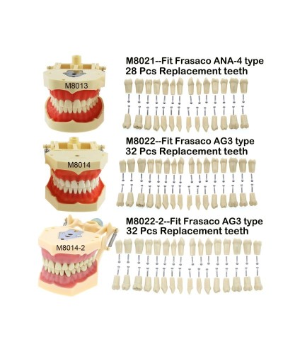 Frasaco ANA-4 AG3 Type Fit Dental Typodont Standard Practice Filling 28Pcs 32Pcs Screw-in Teeth Model Implant Restoration Demo