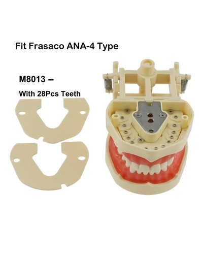 Frasaco ANA-4 AG3 Type Fit Dental Typodont Standard Practice Filling 28Pcs 32Pcs Screw-in Teeth Model Implant Restoration Demo