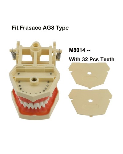 Frasaco ANA-4 AG3 Type Fit Dental Typodont Standard Practice Filling 28Pcs 32Pcs Screw-in Teeth Model Implant Restoration Demo