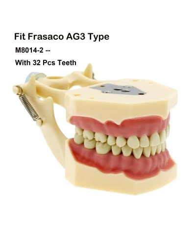 Frasaco ANA-4 AG3 Type Fit Dental Typodont Standard Practice Filling 28Pcs 32Pcs Screw-in Teeth Model Implant Restoration Demo